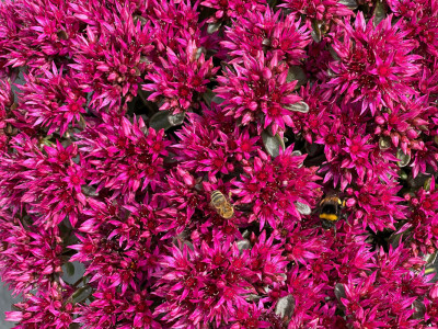Fetthenne (Sedum)
