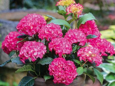 Gartenhortensie