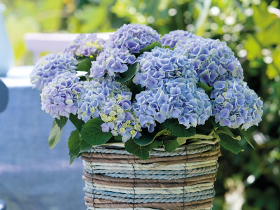 Gartenhortensie