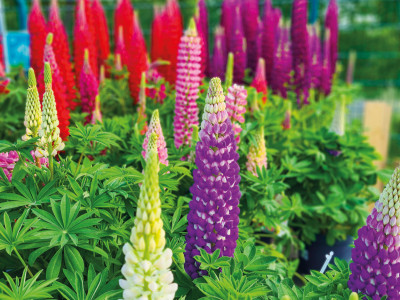 Gartenlupine