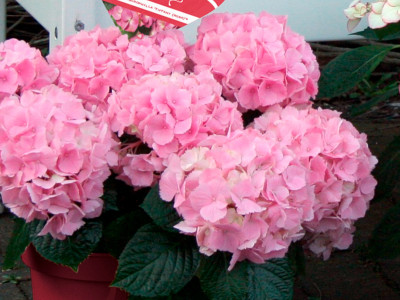 Hortensie