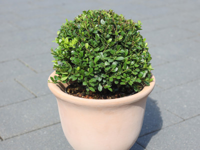Ilex Kugel