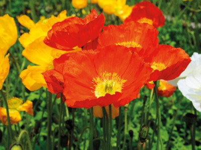 Islandmohn
