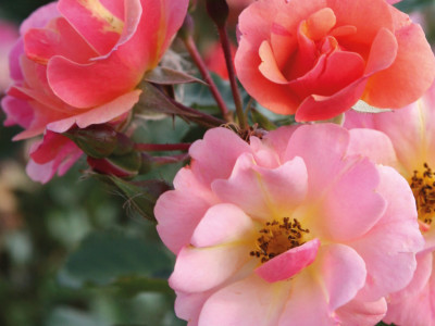 Jazz Kleinstrauchrose