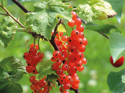 Johannisbeeren Busch