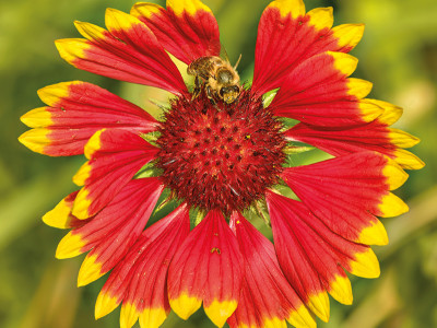 Kokardenblume