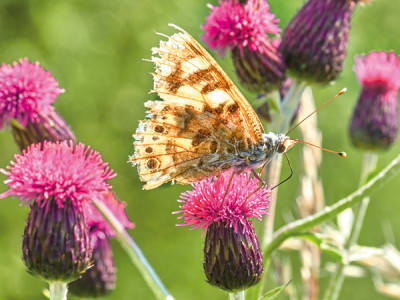 Kratzdistel