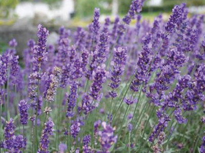 Lavendel 'Hidcote Blue'