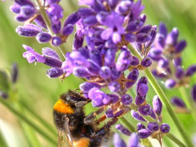Lavendel