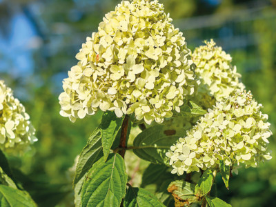 Rispenhortensie