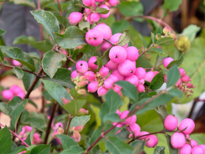 Rosa Schneebeere