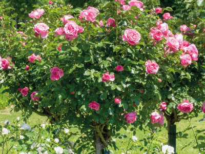 Rosenstamm