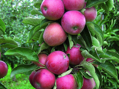 Säulenobst