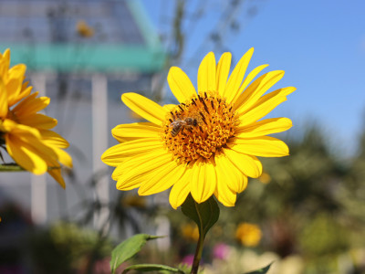 Staudensonnenblume