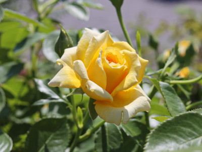 Strauch- und Kletterrose