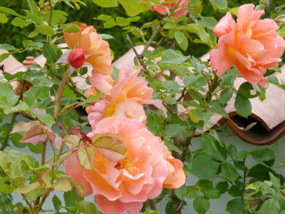 Strauch- und Kletterrose