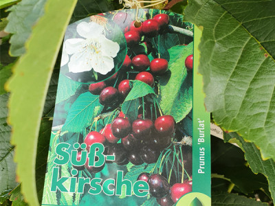 SĂĽĂź-Kirsche Baum