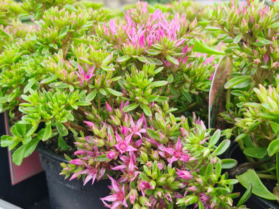 Teppichsedum