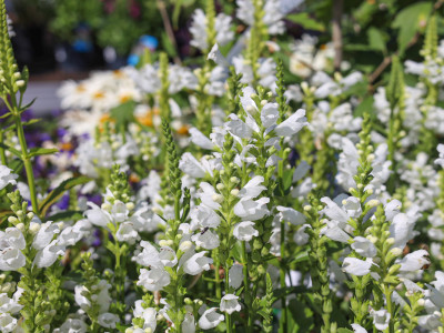 Zwerg-Gelenkblume