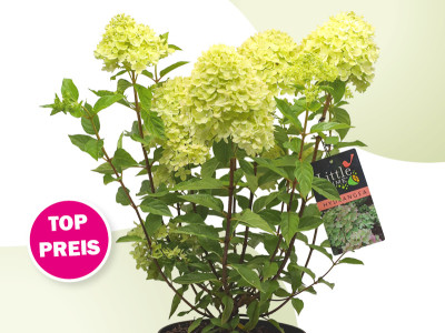 Zwerg-Rispenhortensie ‚Little Lime®'