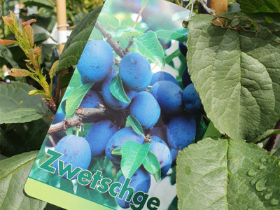 Zwetschgen Baum