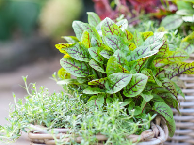La'Bio Gartenkräuter