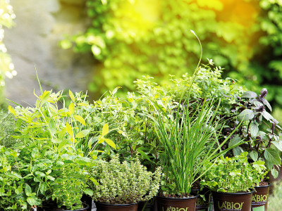 La Bio Gartenkräuter