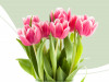 Tulpen Bund