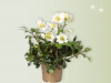 Christrose