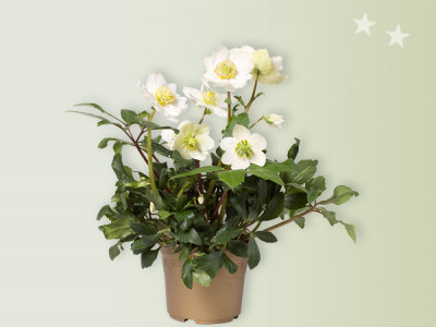 Christrose