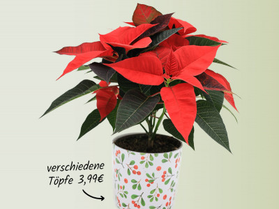 Weihnachtsstern