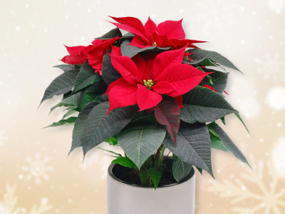 Weihnachtsstern