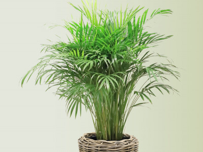 Areca Palme