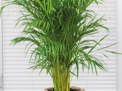 Areca Palme