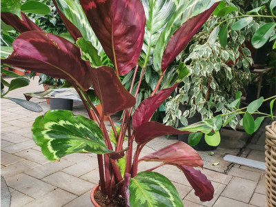 Calathea