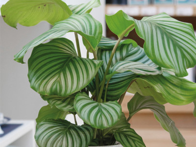Calathea