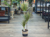 Dracaena