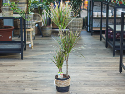 Dracaena