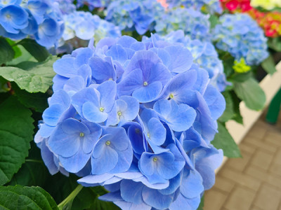 Zimmer-Hortensie