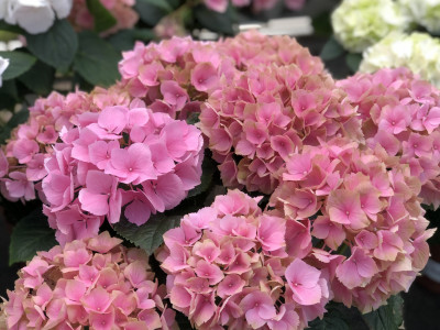 Hortensie Zimmerpflanze