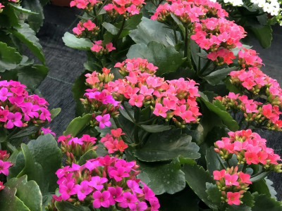 Kalanchoe Zimmerpflanze