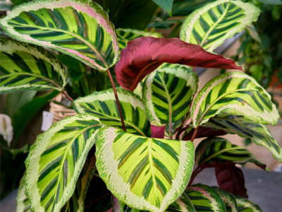 Maranthe (Calathea)