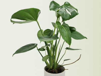 Monstera