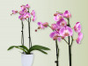 Orchidee Mix