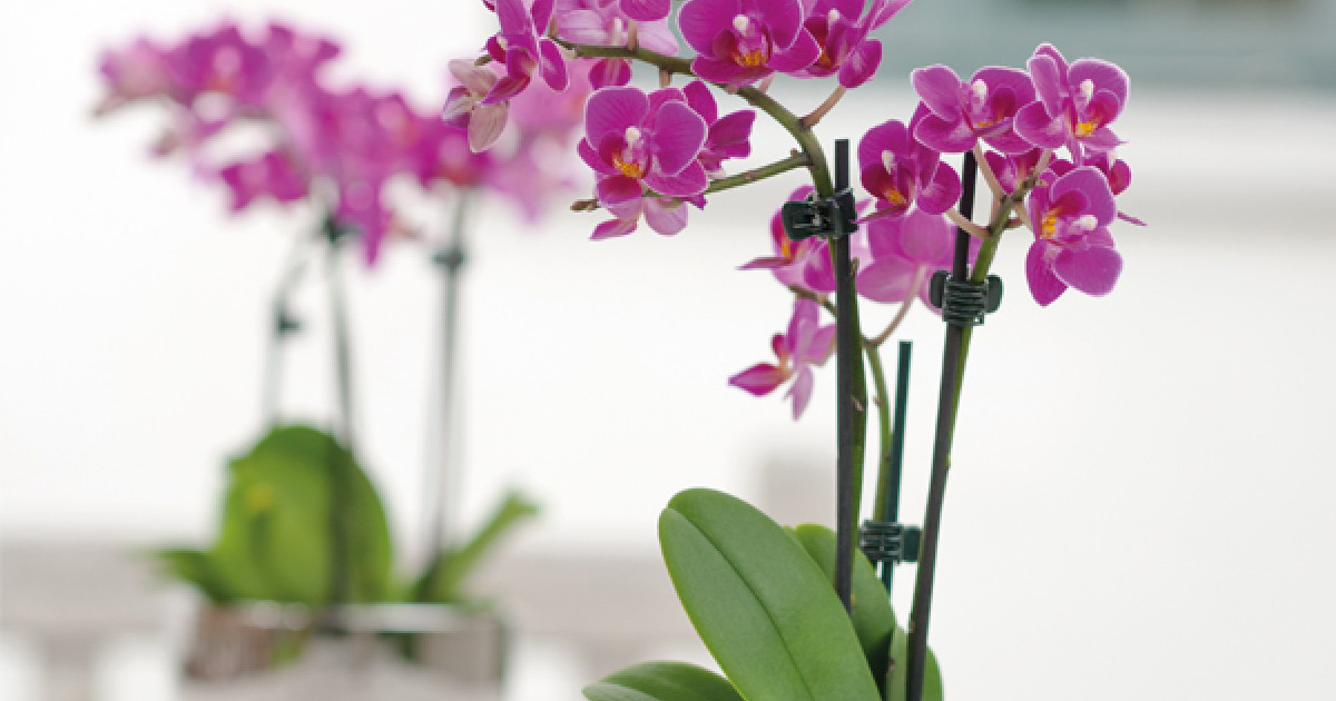 Rostock Gartencenter Orchidee