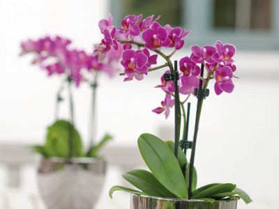 Orchidee