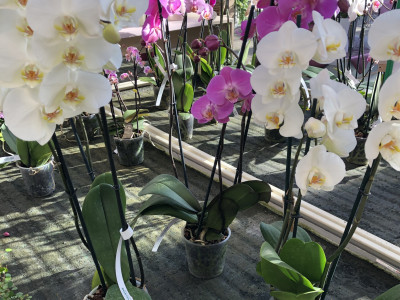 Phalaenopsis