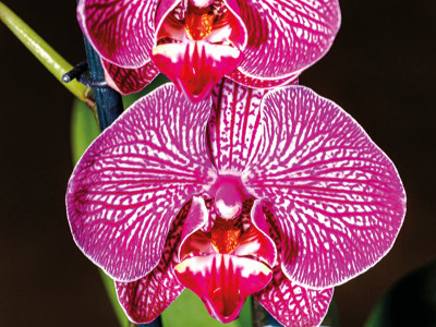 Schmetterlings-Orchidee
