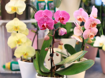 Schmetterlings-Orchidee