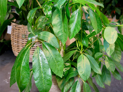 Strahlenaralie 'Amate'